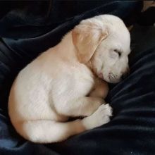 Lovely Labrador Puppies For Adoption