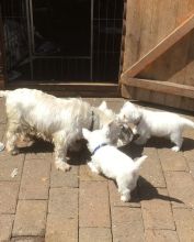 Males & Females West Highland White Terrier Puppies