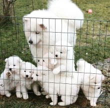 Samoyed Puppies Already Good To Go To Their New Home