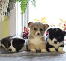 sfzgffcgg Welsh Pembroke Corgis Puppies