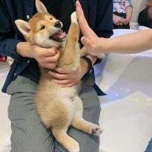 SHIBA INU PUPPIES AVAILABLE FOR FREE ADOPTION