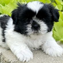 Shih Tzu Puppies Male And Female Puppies For Adoption