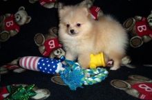 vcfghj pure bred Teacup Pomeranian Puppies