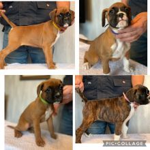 xmvhjv 8 Pedigree Boxer Pups