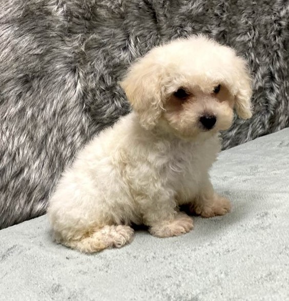 Charistmatic CKC Reg Maltipoo Puppies For Adoption Image eClassifieds4u