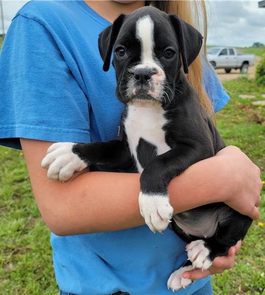 Fantastic Male Female Boxer Puppies Now Ready For Adoption Image eClassifieds4u