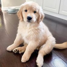 Affectionate Golden Retriever Puppies For Adoption Image eClassifieds4u 2