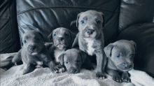 cdtyghhy adorable blue staffy puppies Image eClassifieds4U