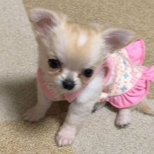 CHIHUAHUA PUPPIES READY FOR THEIR NEW HOME Image eClassifieds4U