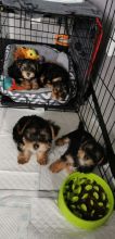 dgtty Yorkshire Terrier Puppies Image eClassifieds4U