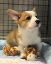 Healthy Pembroke welsh Corgi Puppies Available Now Image eClassifieds4U