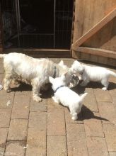 Males & Females West Highland White Terrier Puppies Image eClassifieds4u 2