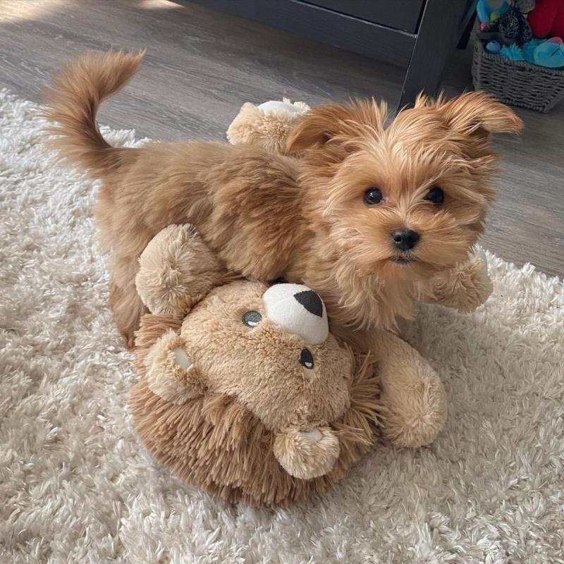 morkie puppies ready for adoption Image eClassifieds4u