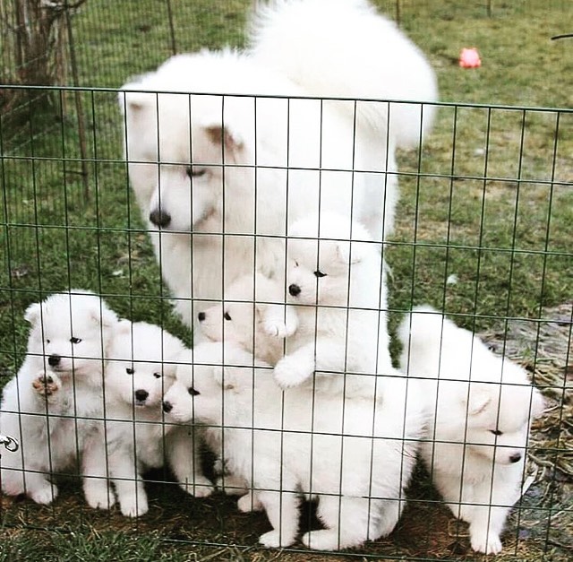 Samoyed Puppies Already Good To Go To Their New Home Image eClassifieds4u