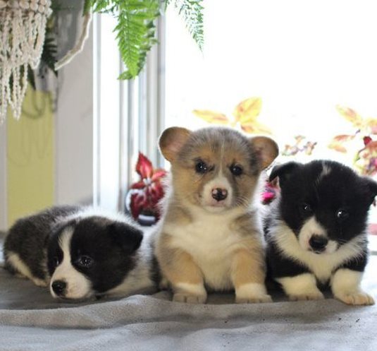 sfzgffcgg Welsh Pembroke Corgis Puppies Image eClassifieds4u