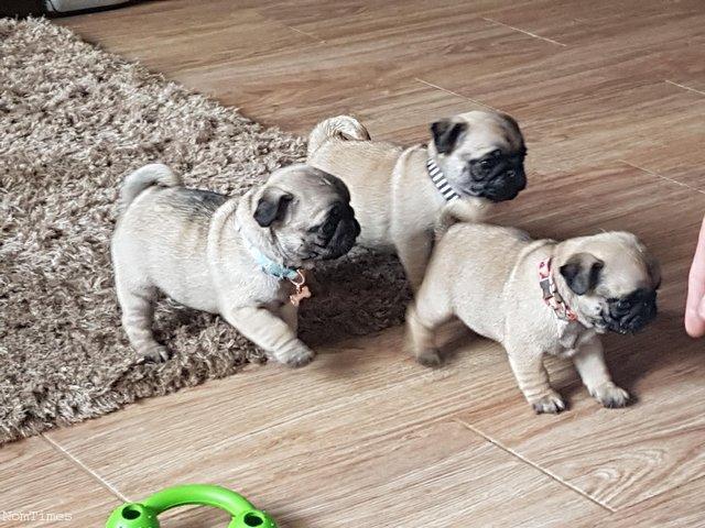 Stunning Quality pug Image eClassifieds4u