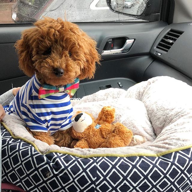 TOY POODLE PUPPIES READY TO GO TO THEIR NEW HOME Image eClassifieds4u