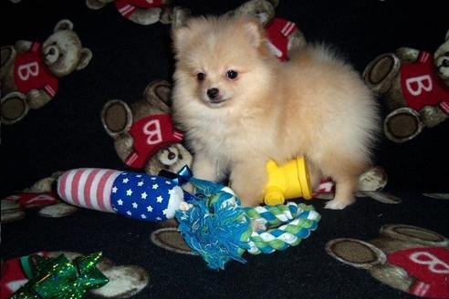 vcfghj pure bred Teacup Pomeranian Puppies Image eClassifieds4u