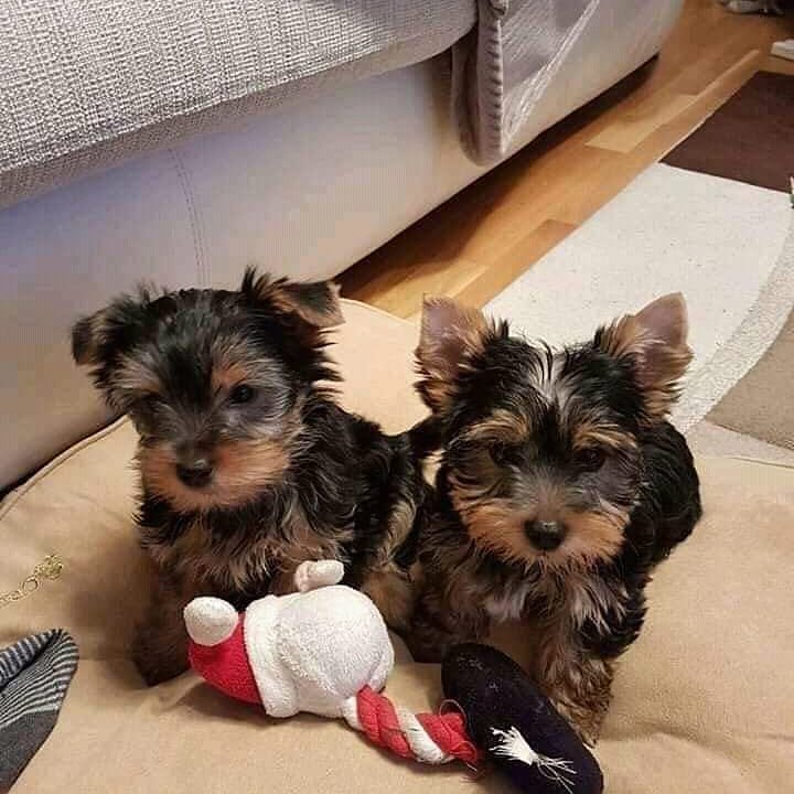 YORKIE PUPPIES READY TO GO Image eClassifieds4u