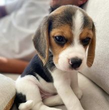 Beagle puppies ready for their new homes