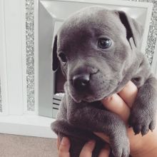 Blue Nose American Pit Bull Terrier Pups available