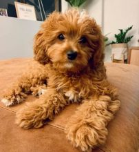 Cavapoo puppies available for adoption