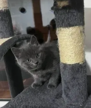 Elegant Russian blue kittens available