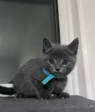 Friendly Russian blue kittens for sale