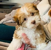 Havanese puppies available in good health condition for new homes