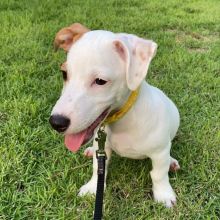 Joyful Jack Russell Puppies male and female puppies for adoption