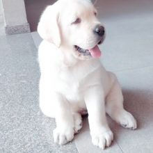 Labrador puppies for good re homing to interested homes.