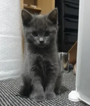 Male and female Russian blue kittens available