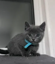 Marvellous Russian blue kittens available