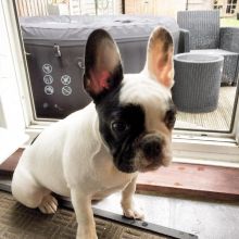 Marvelous French Bulldog for adoption
