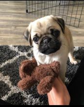 Pug Puppies Ready Now For Adoption