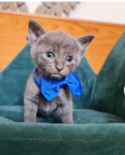 Russian Blue Kittens available