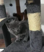 Russian blue kittens available and ready to go (awesomepets201@gmail.com)
