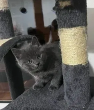 Russian blue kittens available and ready to go