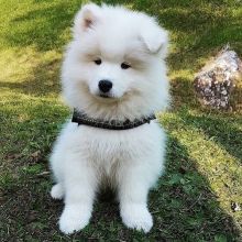 Samoyed puppies, male and female for adoption