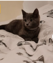 Stunning Russian blue kittens!!! (awesomepets201@gmail.com)