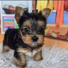 Yorkie Terrier Puppies - Ready Now for adoption