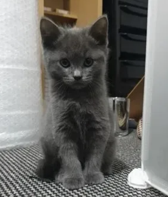 Amazing Russian Blue kittens available Image eClassifieds4u