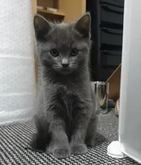 Amazing Russian Blue kittens available (awesomepets201@gmail.com) Image eClassifieds4u