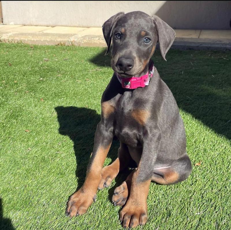 Doberman Pinscher Puppies Available For Good Homes Image eClassifieds4u