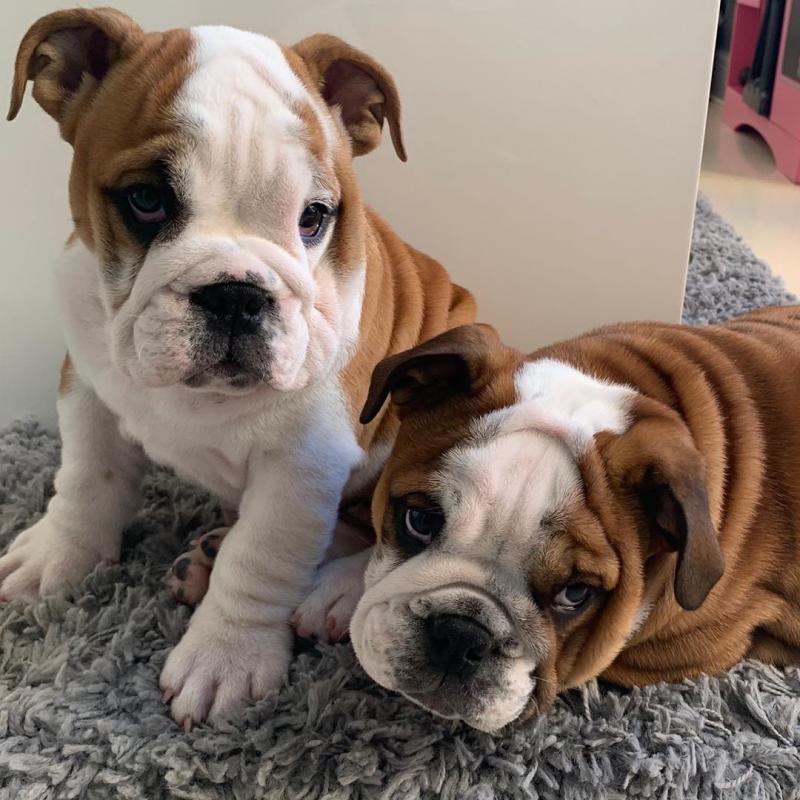 English bull dog puppies for good re homing to interested homes. Image eClassifieds4u