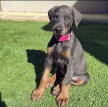 Doberman Pinscher Puppies Available For Good Homes Image eClassifieds4U