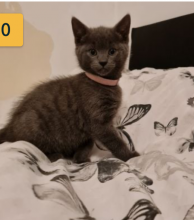 Gorgeous Russian blue kittens available -email us (ryan4snoopy@gmail.com) Image eClassifieds4u 2