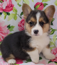 Pembroke Corgi puppies available Image eClassifieds4u 3