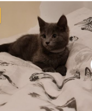 Stunning Russian blue kittens!!! Image eClassifieds4u 1