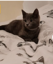 Stunning Russian blue kittens!!! (awesomepets201@gmail.com) Image eClassifieds4u 1